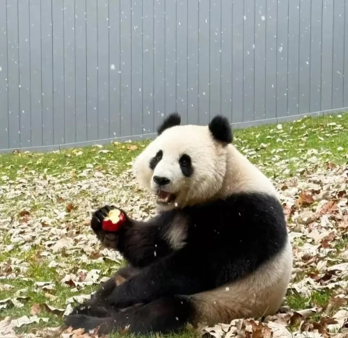 Panda Bao Li 10