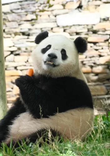 Panda Bao Li 5