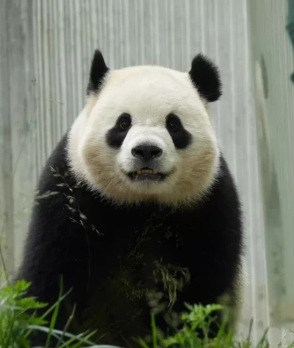 Panda Bao Li 6