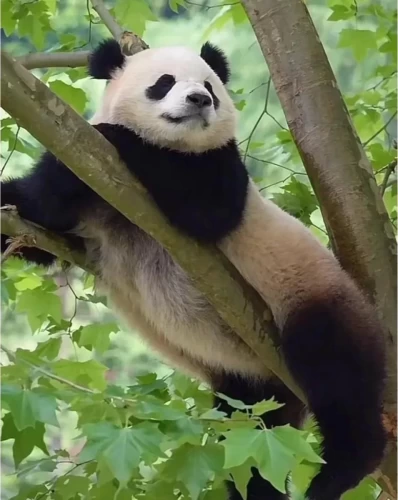 Panda Bao Li 8