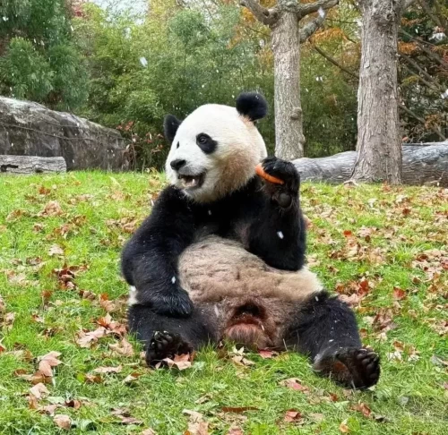 Panda Bao Li 9