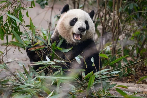 Panda Bao Mei 2019 1