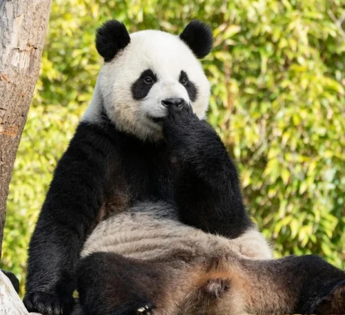 Panda Bao Mei 2019 2