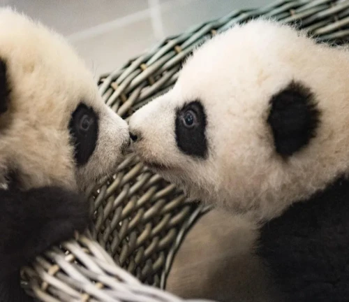 Panda Bao Mei 2019 3