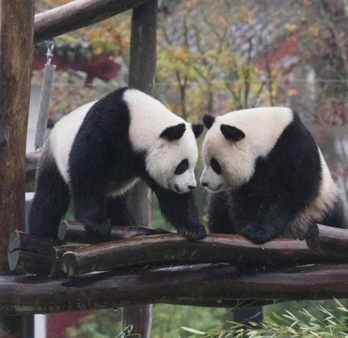 Panda Bao Mei 2019 4