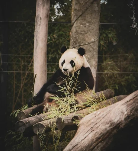 Panda Bao Mei 2019 5