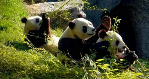Panda Bao Mei 2019 6