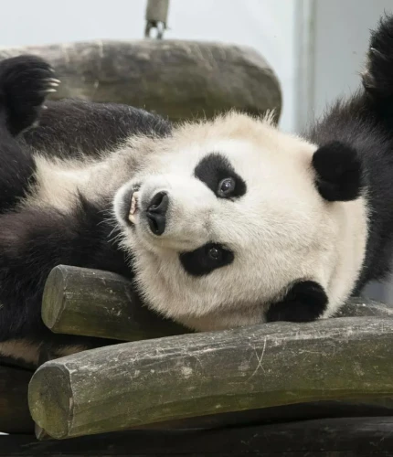 Panda Bao Mei 2019 7