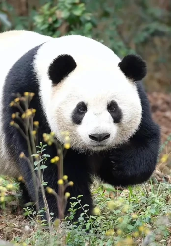 Panda Bao Mei 9