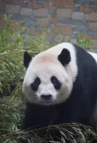 Panda Bei Bei 10