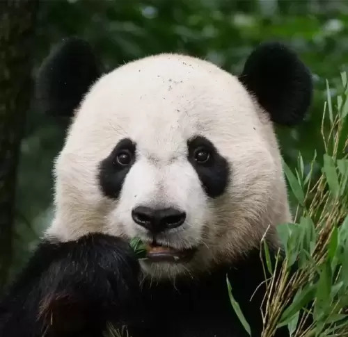 Panda Bei Bei 17