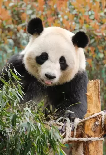 Panda Bei Bei 3
