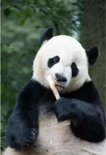 Panda Bei Bei 5