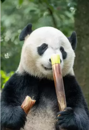 Panda Bei Bei 6