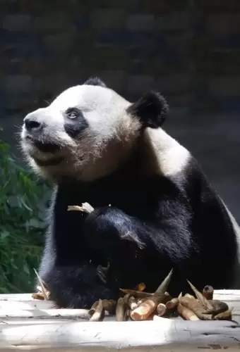 Panda Bei Bei 7