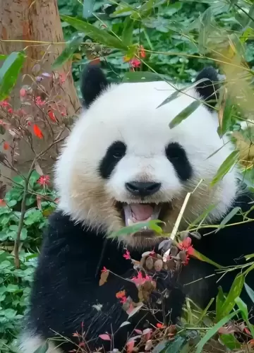 Panda Bei Chen 1