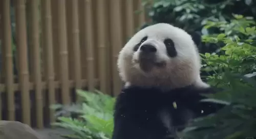 Panda Bei Chen 12