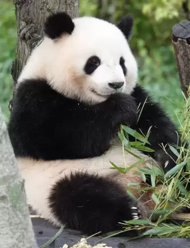 Panda Bei Chen 22