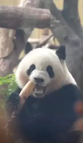 Panda Bei Chen 5