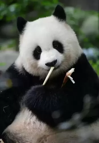 Panda Bei Chuan 13
