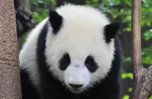 Panda Bei Chuan 17