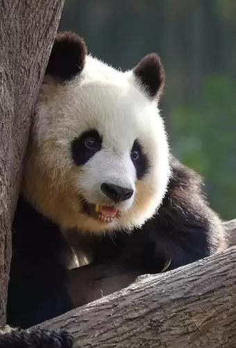 Panda Bei Chuan 2