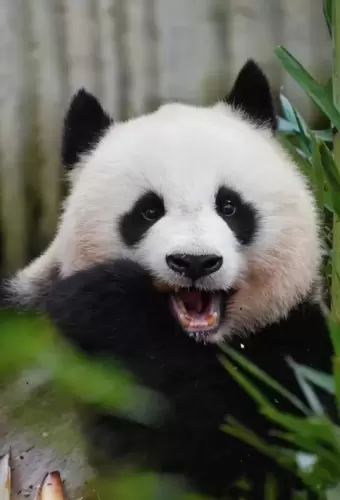 Panda Bei Chuan 3