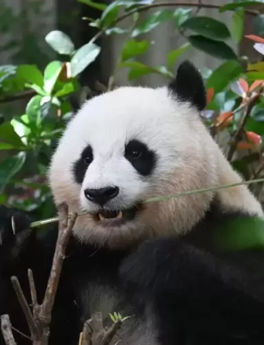 Panda Bei Chuan 4