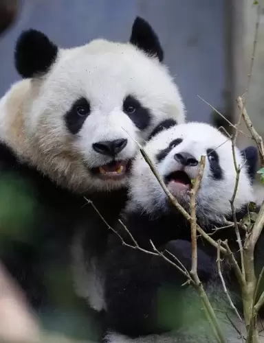 Panda Bei Chuan 5