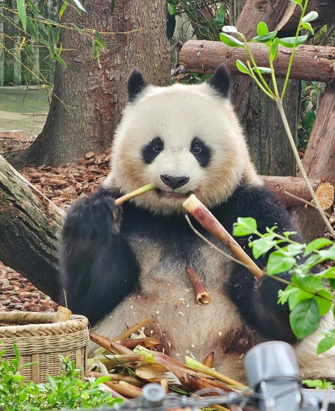 Panda Bei Chuan 6
