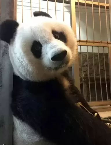 Panda Bei Chuan 7