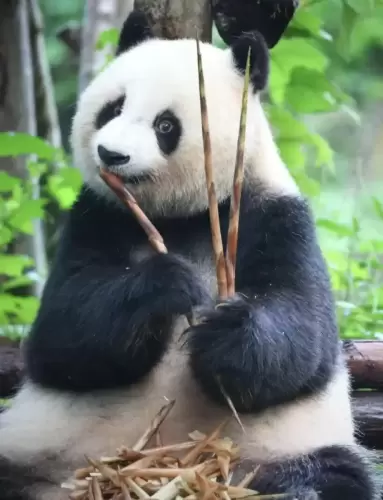 Panda Bei Chuan 9