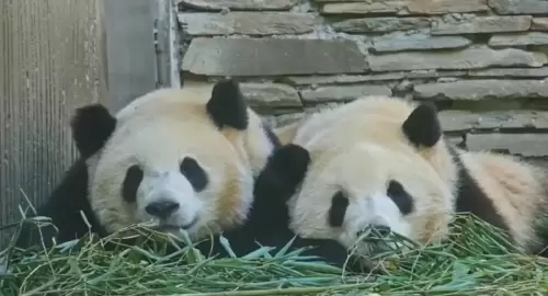 Panda Bing Bao 8