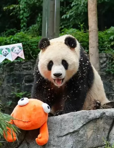 Panda Bing Bing 9