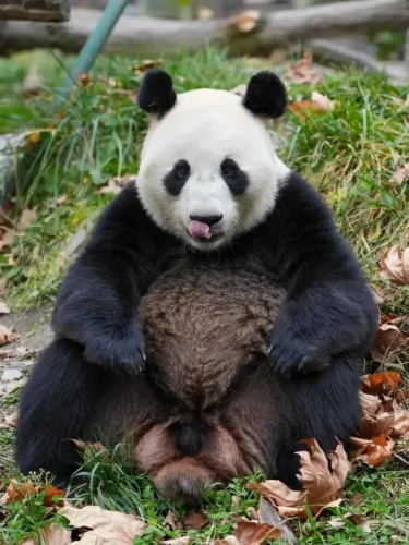 Panda Bing Cheng 1