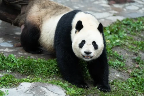 Panda Bing Cheng 2