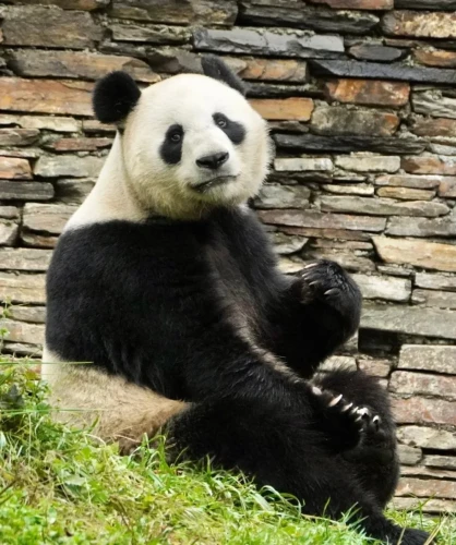 Panda Bing Cheng 5