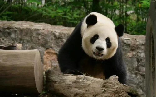 Panda Bing Cheng 6
