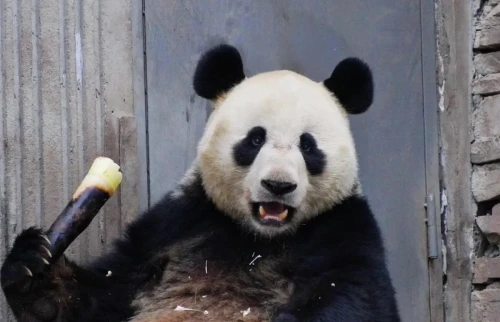 Panda Bing Cheng 7