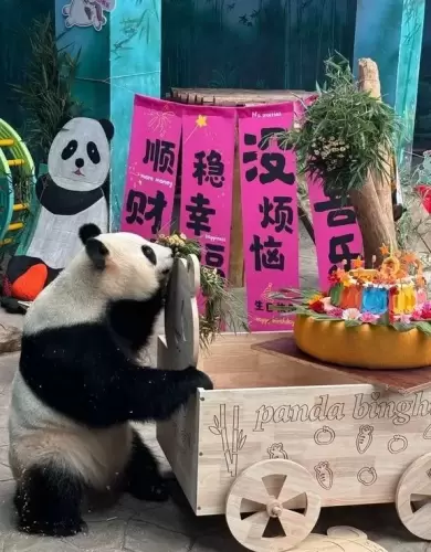 Panda Bing Hua 13