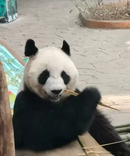 Panda Bing Hua 2
