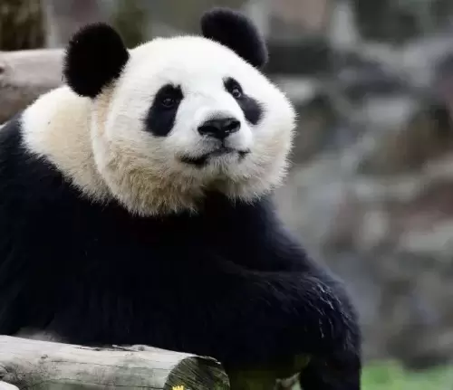 Panda Bing Hua 3