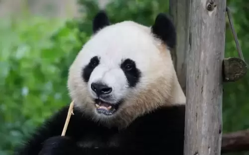 Panda Bing Jing 3