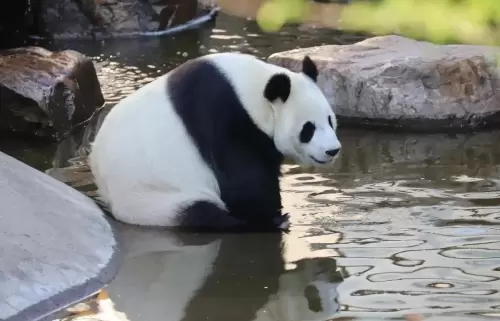 Panda Bing Qing 6