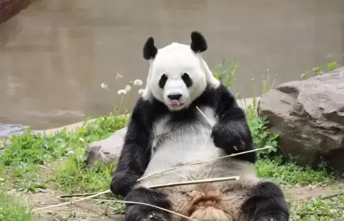 Panda Bing Qing 8