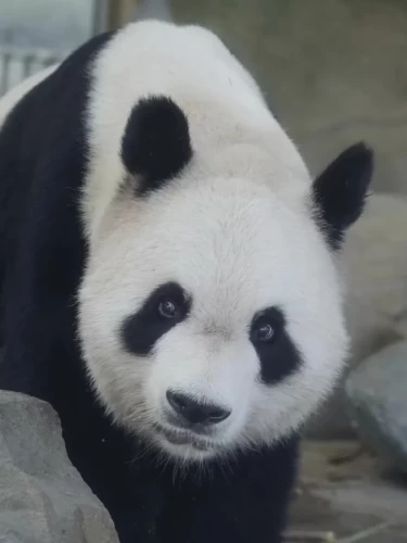 Panda Bing Xing 10