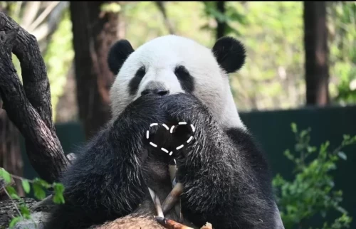 Panda Bing Xing 2