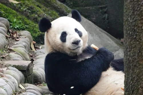 Panda Bo Ming Ming 1