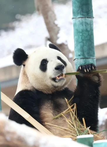 Panda Bo Ming Ming 2