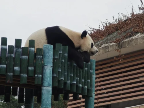 Panda Bo Ming Ming 4